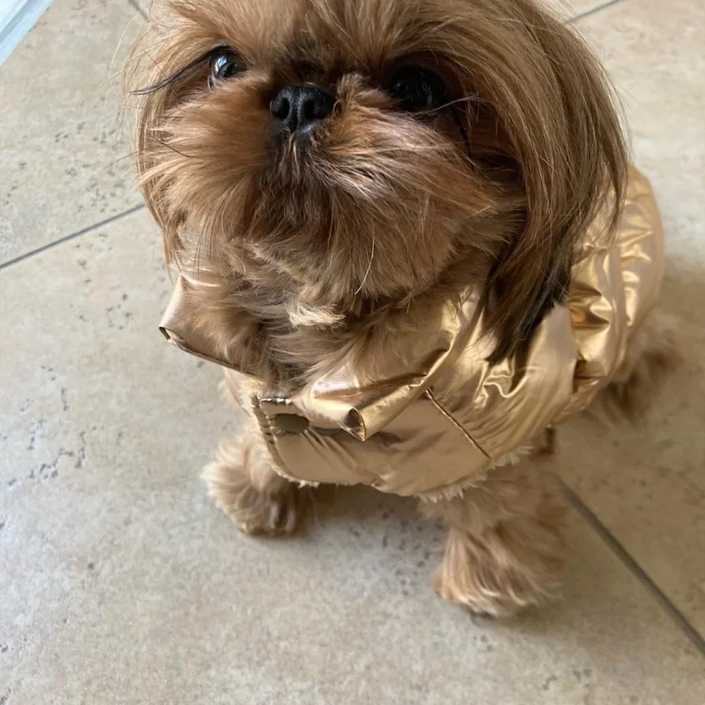 Super cute and cozy gold dog jacket for your furry best friend